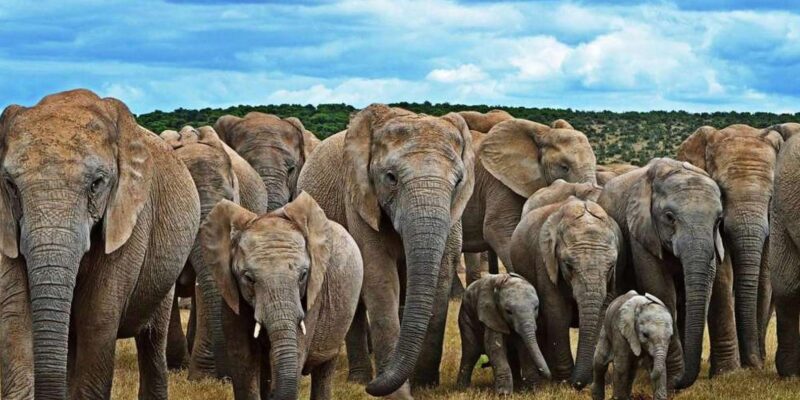 Port Elizabeth: 3-Day Addo Elephant National Park Safari - Good To Know