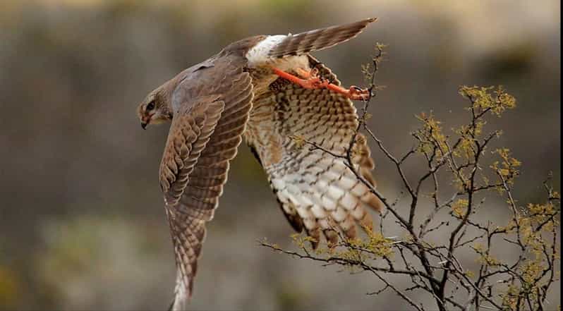 Port Elizabeth: 3-Day Addo Elephant National Park Safari - Exploring Addo Elephant National Park