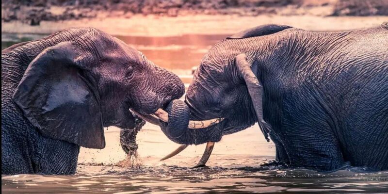 Port Elizabeth: 3-Day Addo Elephant National Park Safari - Spotting the Big Five on Safari
