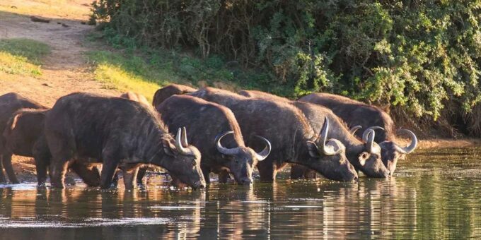 Port Elizabeth: 3-Day Addo Elephant National Park Safari - Highlights of the Experience