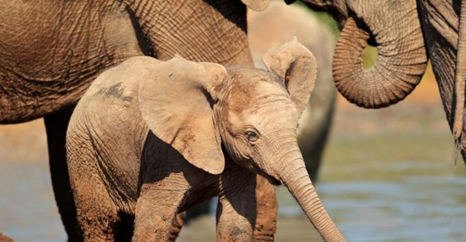 Port Elizabeth: Addo Elephant Park Full-Day Safari - Customer Feedback and Ratings