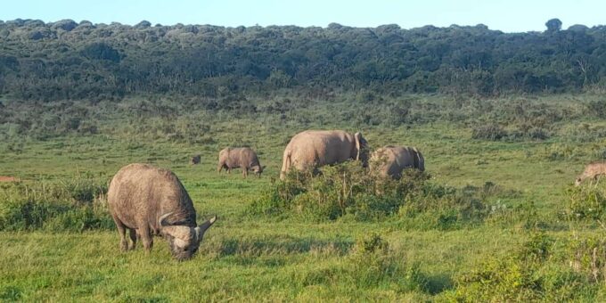 Port Elizabeth: Addo Elephant Park Shore Excursion & Safari - Exploring Addo Elephant Park