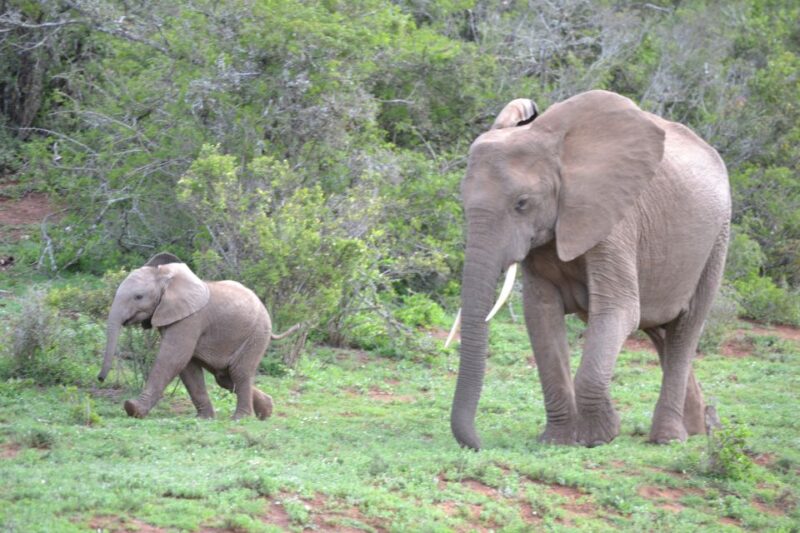 Port Elizabeth: Schotia Game Reserve Safari With Port Pickup - Good To Know