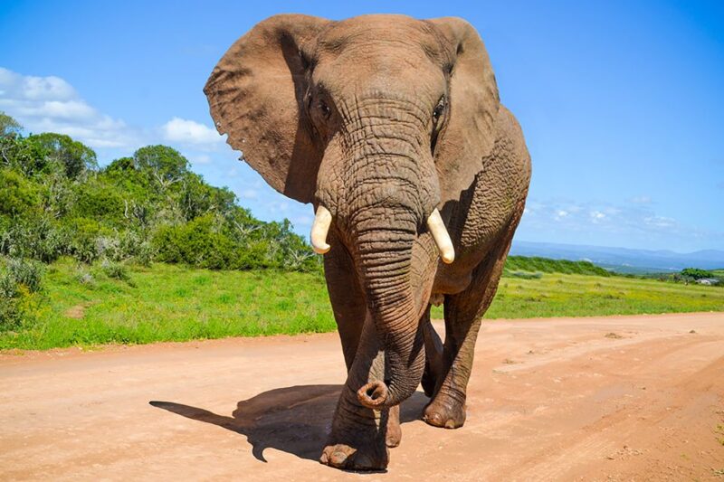 Port Elizabeth: Schotia Game Reserve Safari With Port Pickup - Location and Duration