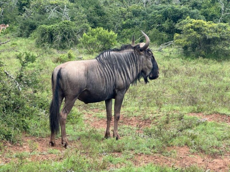 Port Elizabeth: Schotia Game Reserve Safari With Port Pickup - Included in the Price