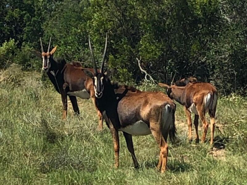 Port Elizabeth: Schotia Game Reserve Safari With Port Pickup - Booking Information