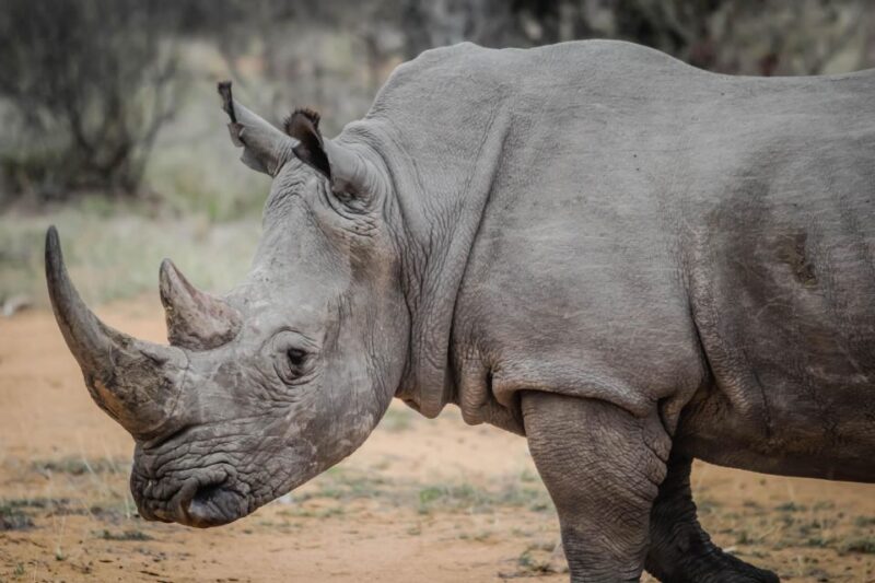 Port Elizabeth: Wildlife Safari and City Sightseeing Tour - Additional Highlights of the Tour