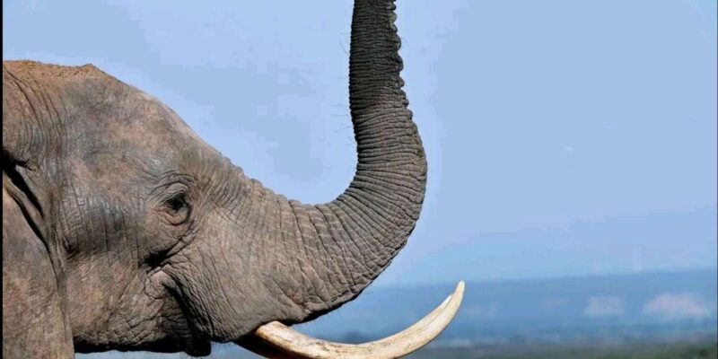 Port Elizabheth: Addo Elephant Park Private Safari - Itinerary and Experience