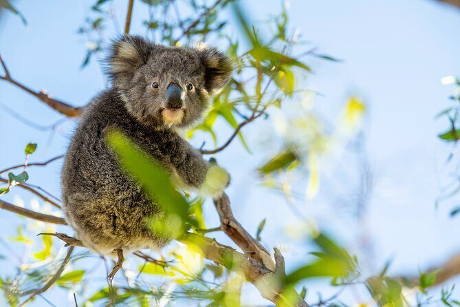 Port Lincoln and Coffin Bay Day Tour - Encountering Koalas at Mikkira Station