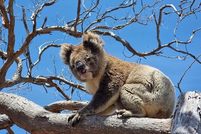 Port Lincoln Mikkira Station Wild Koala Safari Tour - An In-Depth Look at the Mikkira Station Wild Koala Safari