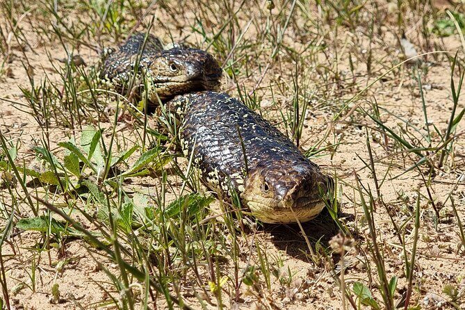 Port Lincoln Mikkira Station Wild Koala Safari Tour - The Sum Up