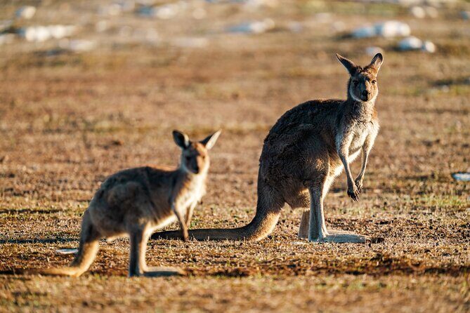 Port Lincoln National Park Half day Tour - Practical Considerations