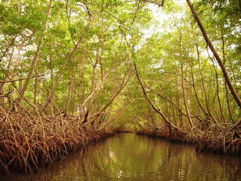 Port of Spain: Caroni Bird Sanctuary by Boat - Discovering the Caroni Swamp: A Detailed Overview