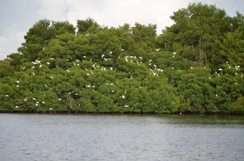 Port of Spain: Caroni Bird Sanctuary by Boat - Is This Tour Worth It?
