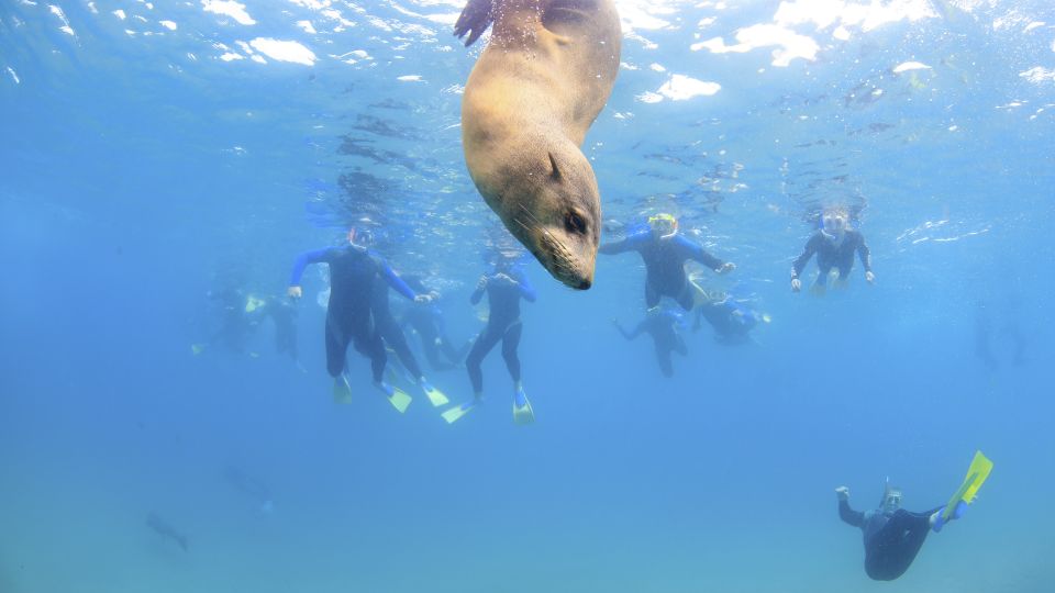 Port Phillip Bay: 2-Hour Seal Swim - Activity Details