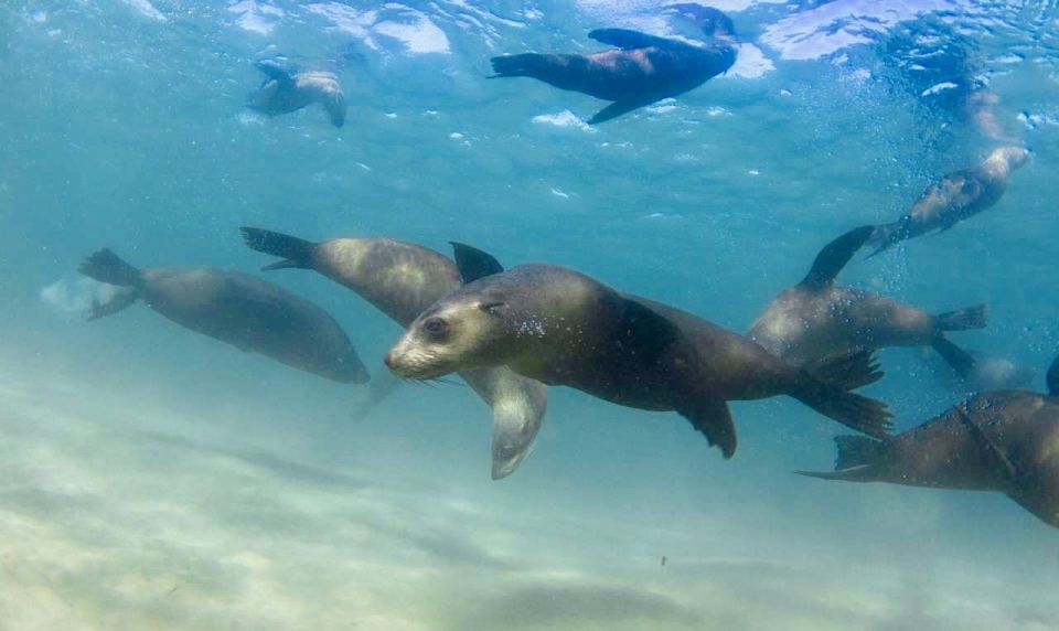 Port Phillip Bay: 2-Hour Seal Swim - Important Information