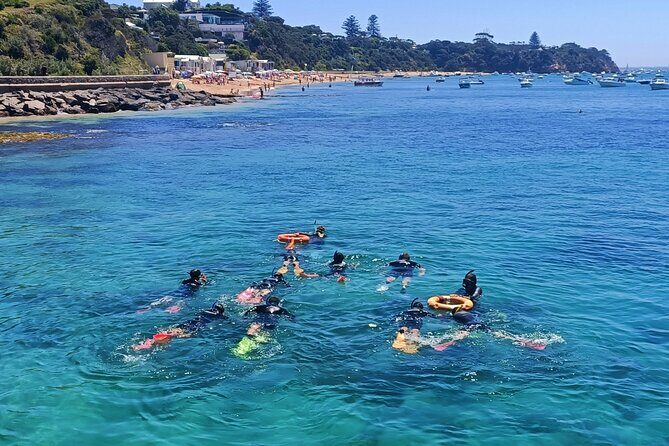 Port Phillip Bay Snorkeling with Sea Dragons - Key Points