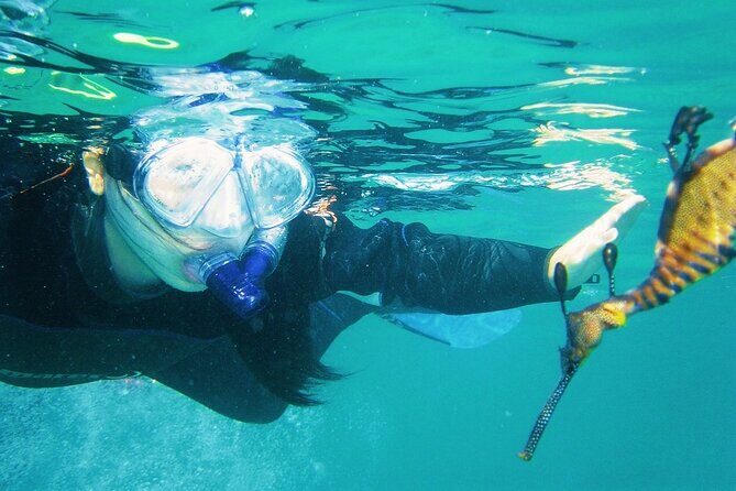 Port Phillip Bay Snorkeling with Sea Dragons - Weather and Cancellation Policy