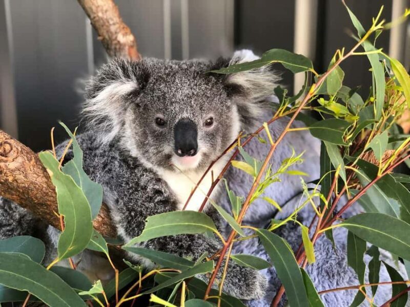 Port Stephens: Dolphin Cruise, Lunch, Koalas & Sandboarding - An Introduction to the Tour