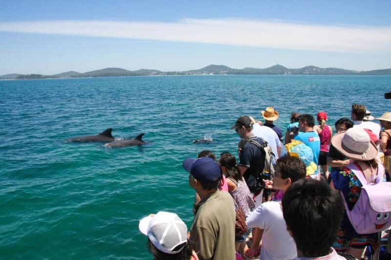 Port Stephens: Dolphin Cruise, Lunch, Koalas & Sandboarding - Final Thoughts