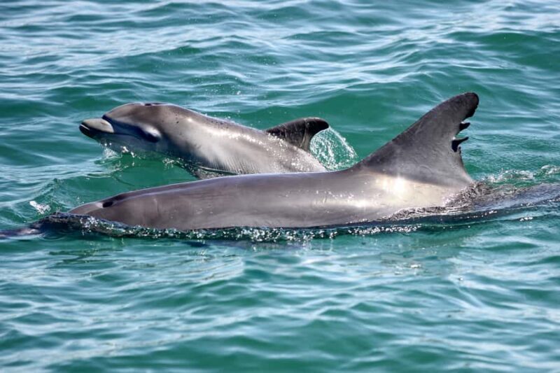 Port Stephens: Dolphin Discovery Cruise - Who Should Consider This Tour?