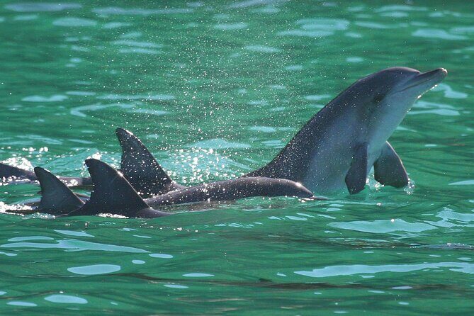 Port Stephens: Dolphin Discovery Cruise - The Sum Up