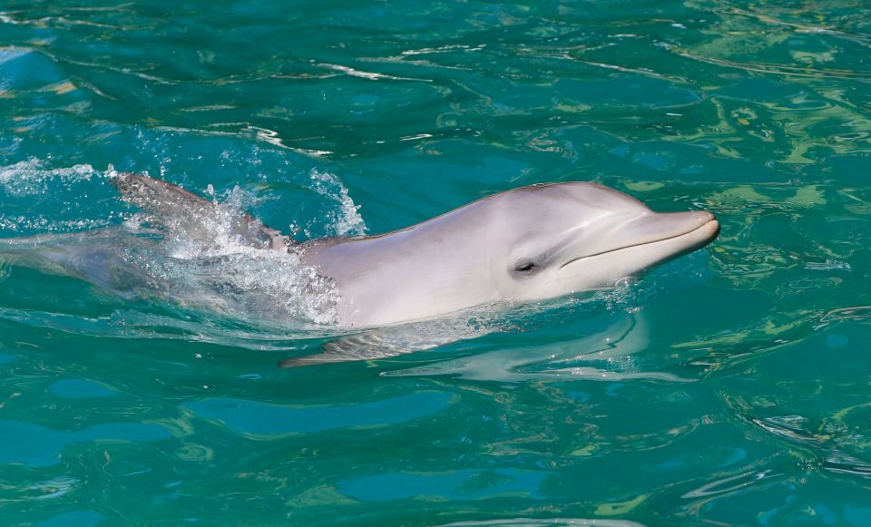 Port Stephens: Dolphin Watch Cruise With Swimming & Slides - Cruise Description