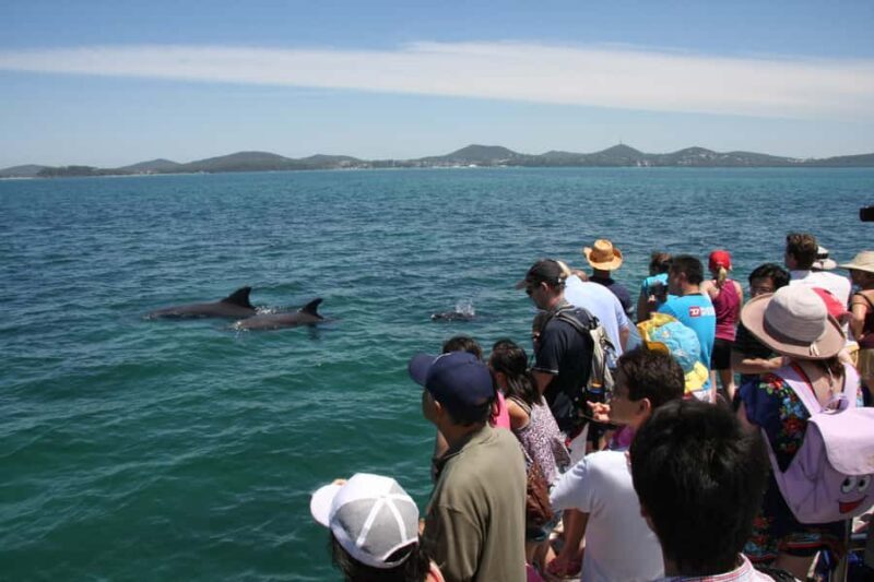 Port Stephens: Dolphin Watch & Eco Adventure - A Detailed Look at the Port Stephens Dolphin & Eco Adventure