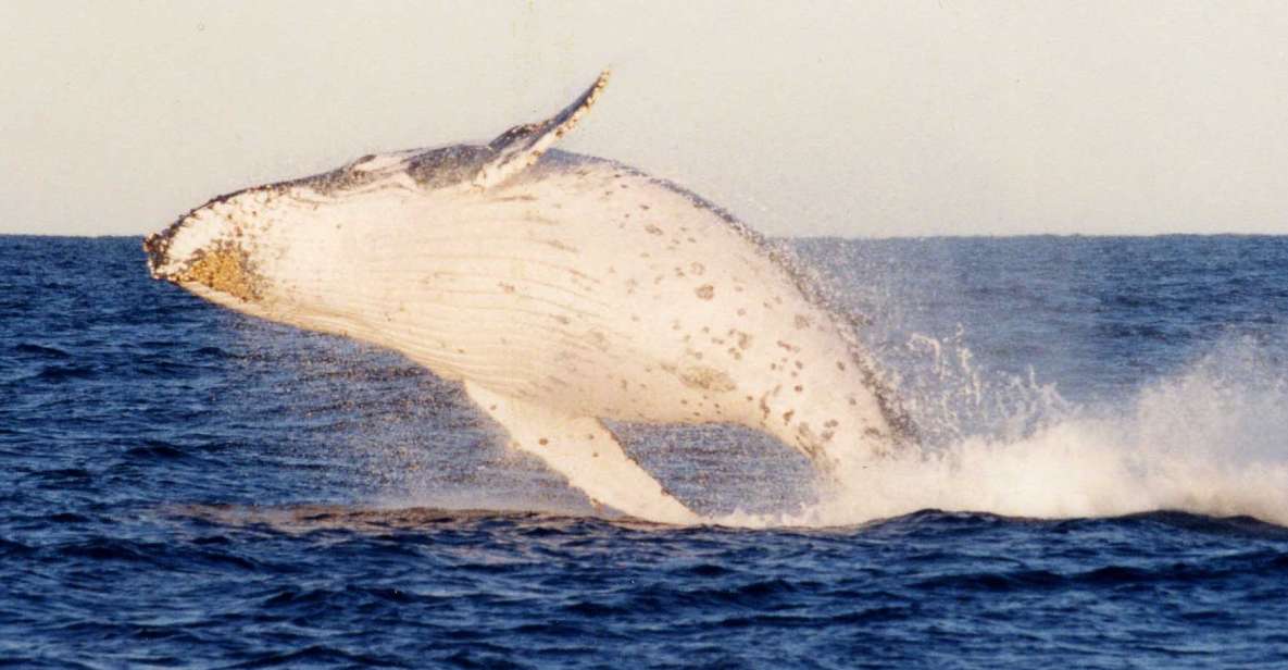 Port Stephens Small Group Whales & Dunes Combo - Key Points