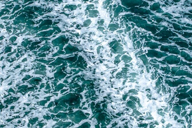 Port Townsend Wildlife Watching Cruise - Overview of the Experience