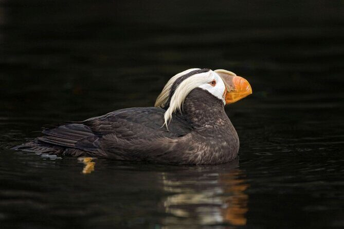 Port Townsend Wildlife Watching Cruise - Additional Considerations