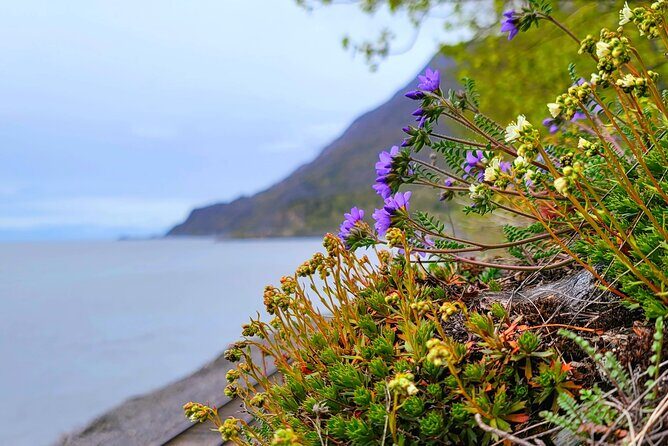 Port Whittier Day Tour - Wilderness, Wildlife & Ring of Glaciers - Whether its Worth the Price?