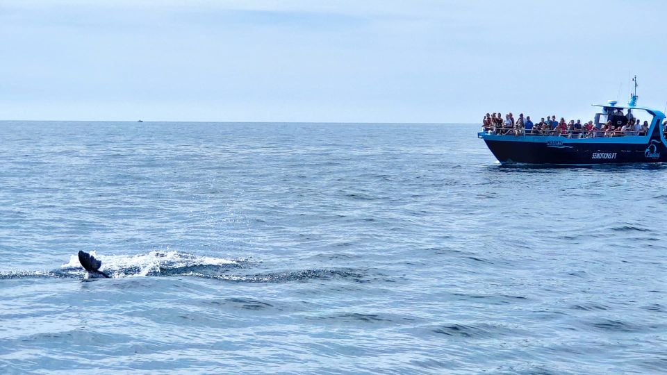 Portimão: Benagil Caves & Dolphins Watching With Biologist - Key Points