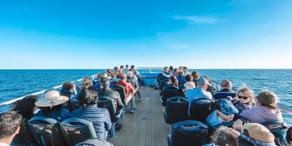 Portimão: Benagil Caves & Dolphins Watching With Biologist - Itinerary