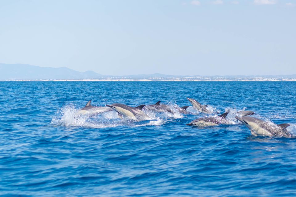 Portimão: Benagil Caves & Dolphins Watching With Biologist - Dolphin Watching in the Atlantic