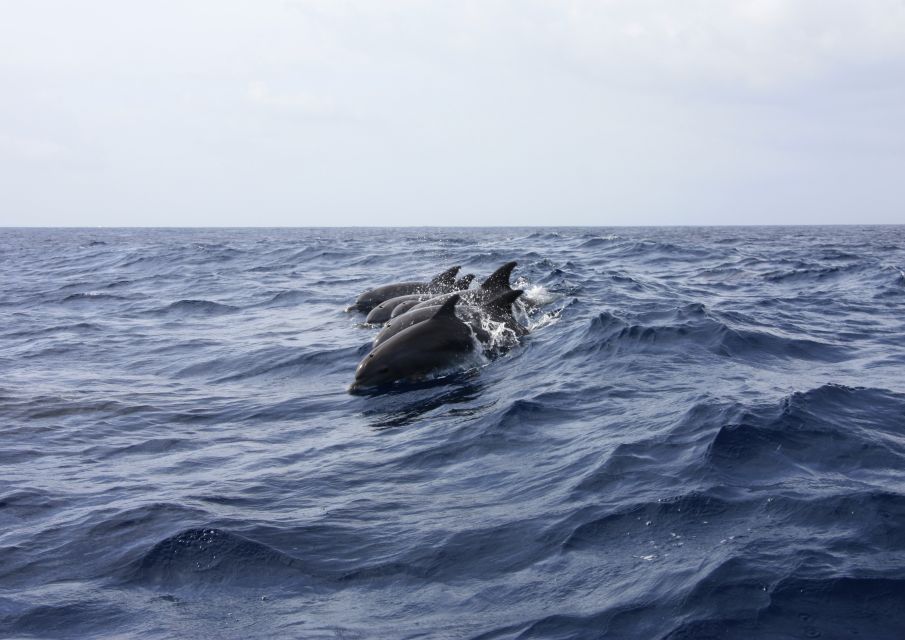Portimão: Dolphin Watching on the Algarve Coast - Frequently Asked Questions