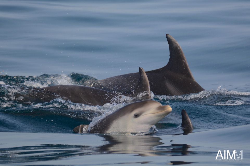 Portimão: Dolphins and Marine Life Boat Tour With Biologist - Important Information
