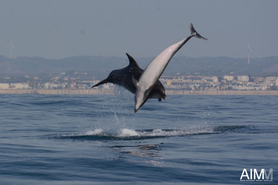 Portimão: Dolphins and Marine Life Boat Tour With Biologist - Responsible Cetacean Watching