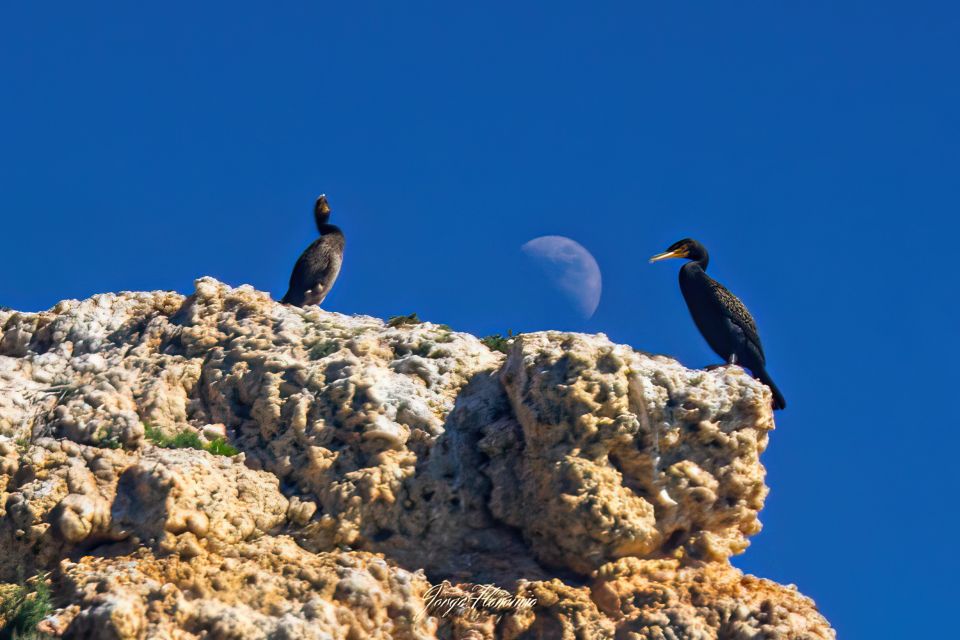 Portimão: Dolphins and Marine Life Boat Tour With Biologist - Frequently Asked Questions