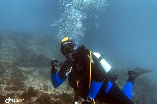 Portimão: Wreck Diving in the Ocean Revival Park - Authentic Marine Encounters and the Historical Touch