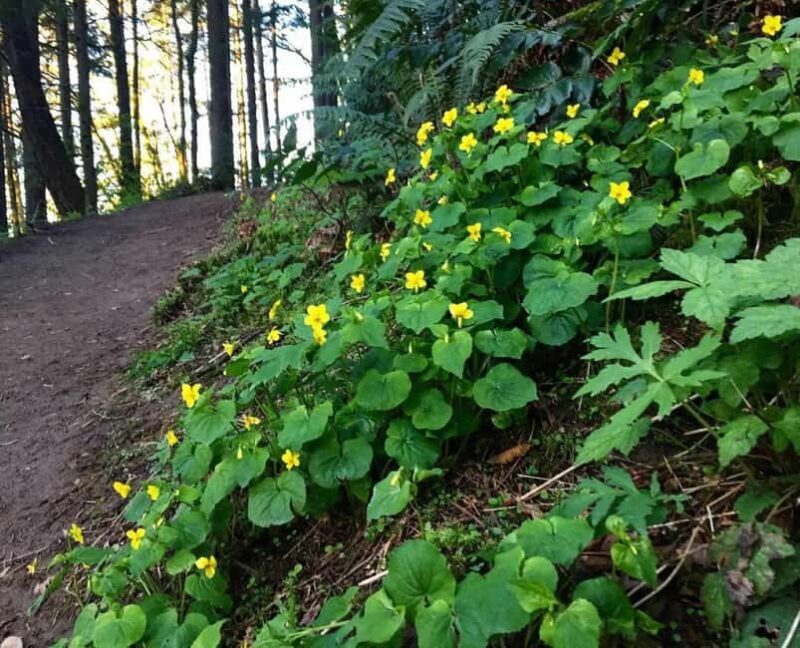 Portland: Forest Park Guided Hike with Witches Castle - Highlights That Make This Tour Stand Out