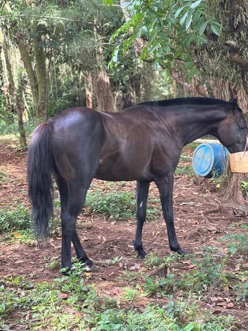 Portland, Jamaica: Horseback Riding Tour - Key Points