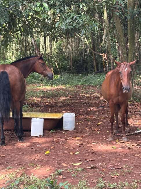 Portland, Jamaica: Horseback Riding Tour - The Experience in Detail