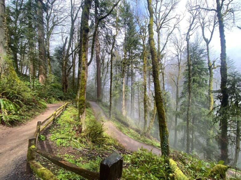 Portland Oregon: Forest Park Guided Hike with Witches Castle - Who Will Love This Tour?