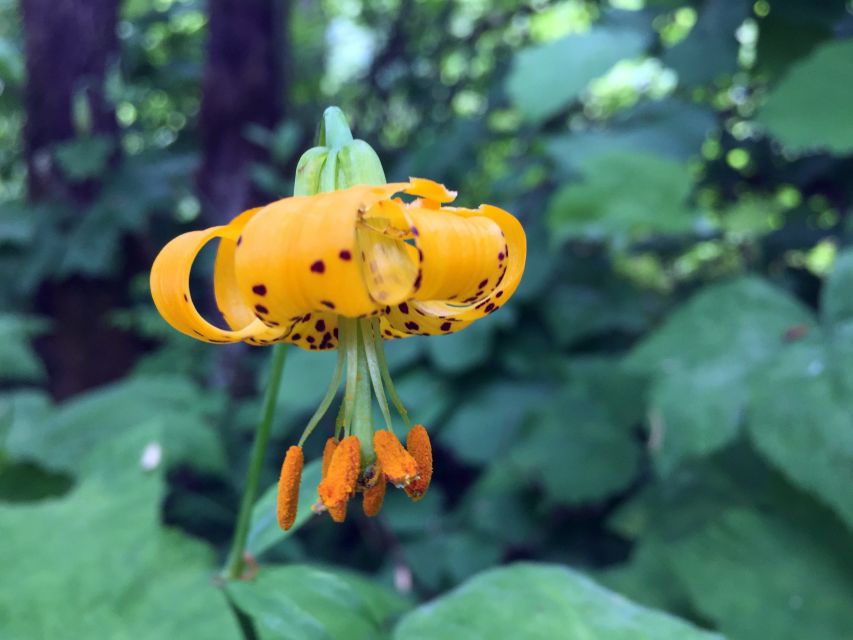 Portland: Silver Falls Hike - Highlights of the Hike