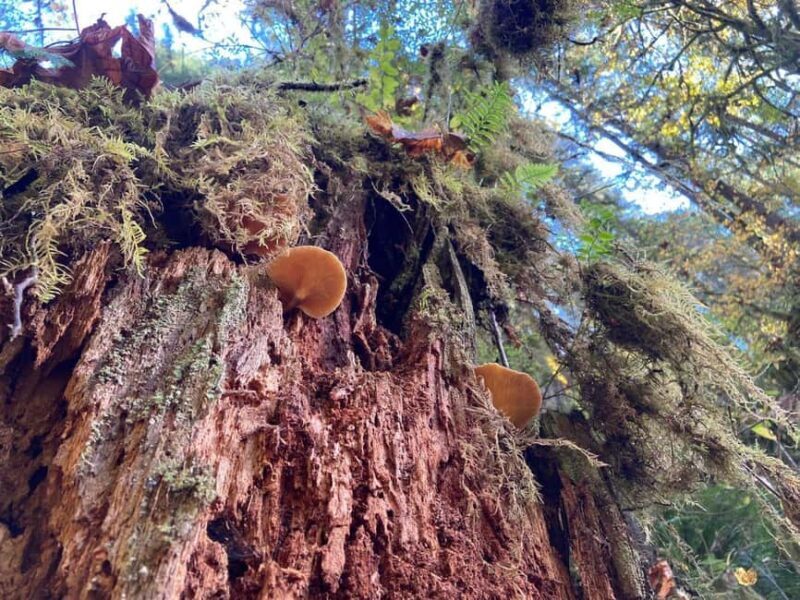 Portland: Silver Falls State Park Waterfall Hike - The Value Proposition