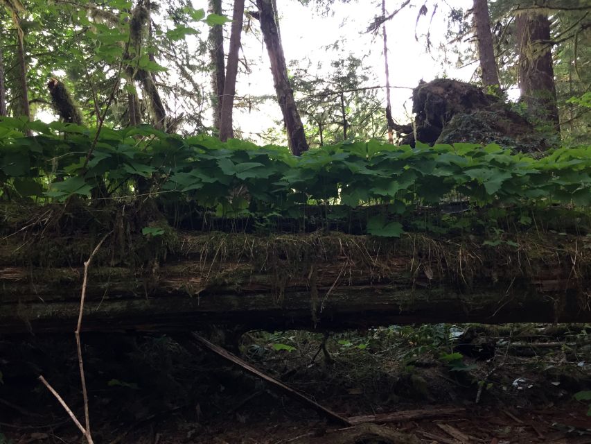 Portland: The Mt. St. Helens Adventure Tour - Weather and Attire