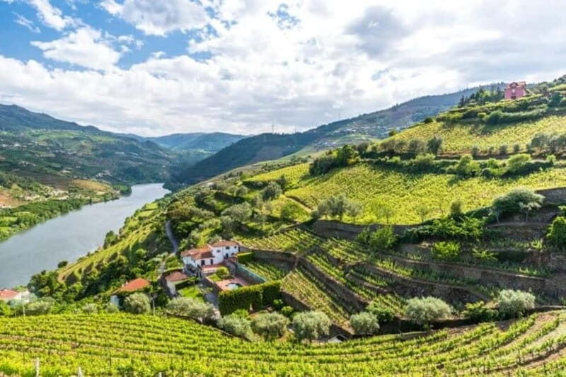 Porto: Dão Wineries Tour with Wine Tasting, Lunch and Cheese - Key Points