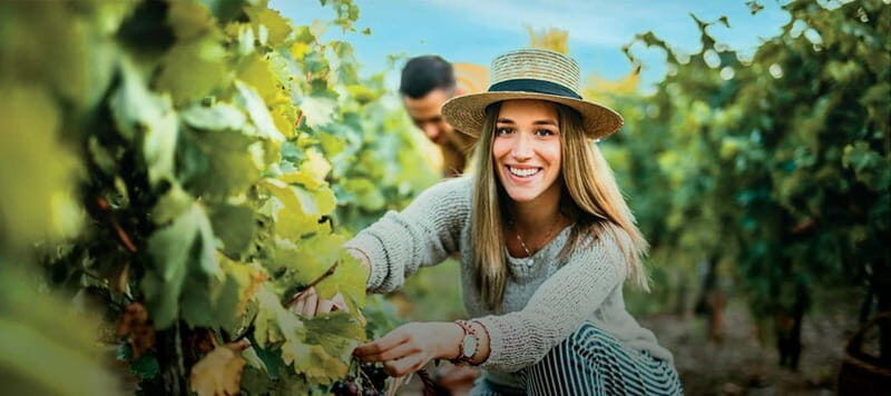 Porto: Dão Wineries Tour with Wine Tasting, Lunch and Cheese - An Authentic Taste of Portugal’s Dão Region