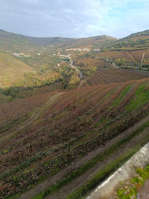 Porto: Douro valley 2 farms with wine tasting and lunch - Details and Value